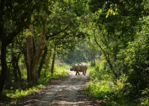 Chitwan National Park